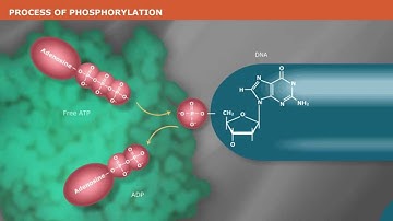The Mechanism of DNA Phosphorylation