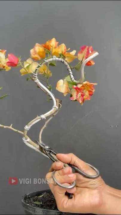 Making Rainbow Bougainvillea Bonsai