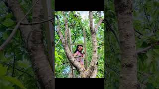 Pinay Tagapitas ng Cherries sa Italia | Akyat Puno #pinoy #foodie #cherry #love #asmr #shorts