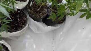 6/22/21 Mother/Veg/Flower Rooms update