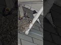 Swallow