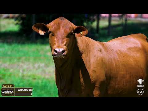 LOTE 51 - GRAMA 6826 - FÊMEA