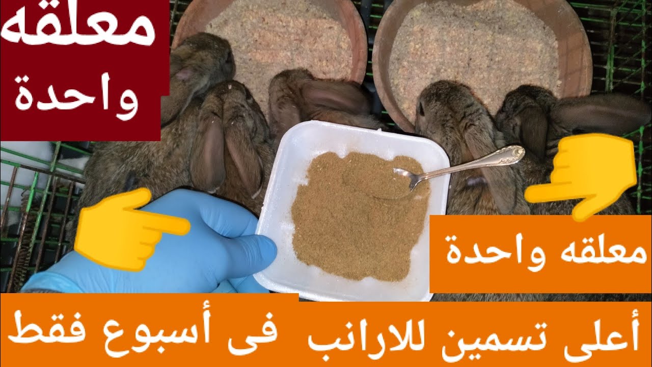 معلقه واحدة بس أعلى تسمين للارانب في أسبوع استعملها على العلف أو فى المية وشوف النتيجة👍👍