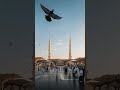 Allah pak frmaty hn🥹🤲😓@IQRAALQURANKARIM @HiTechIslamic @islam_populer99 #beautiful #love #bayan