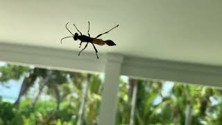 Wasp moment