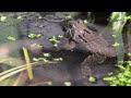 Frogs mating and spawning in a very small back garden pond