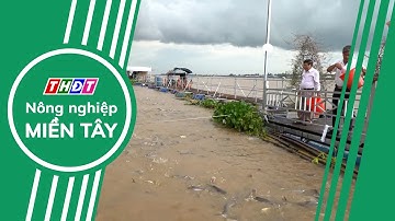 Đồng Tháp: Người dân bảo vệ đàn cá tự nhiên trên sông tiền | Nông nghiệp Miền Tây