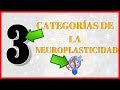 La Neuroplasticidad CEREBRAL qué es y cómo funciona | Neuroaprendizaje