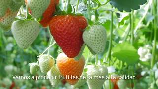 ADBlick Hidroponia  Producción de Frutillas
