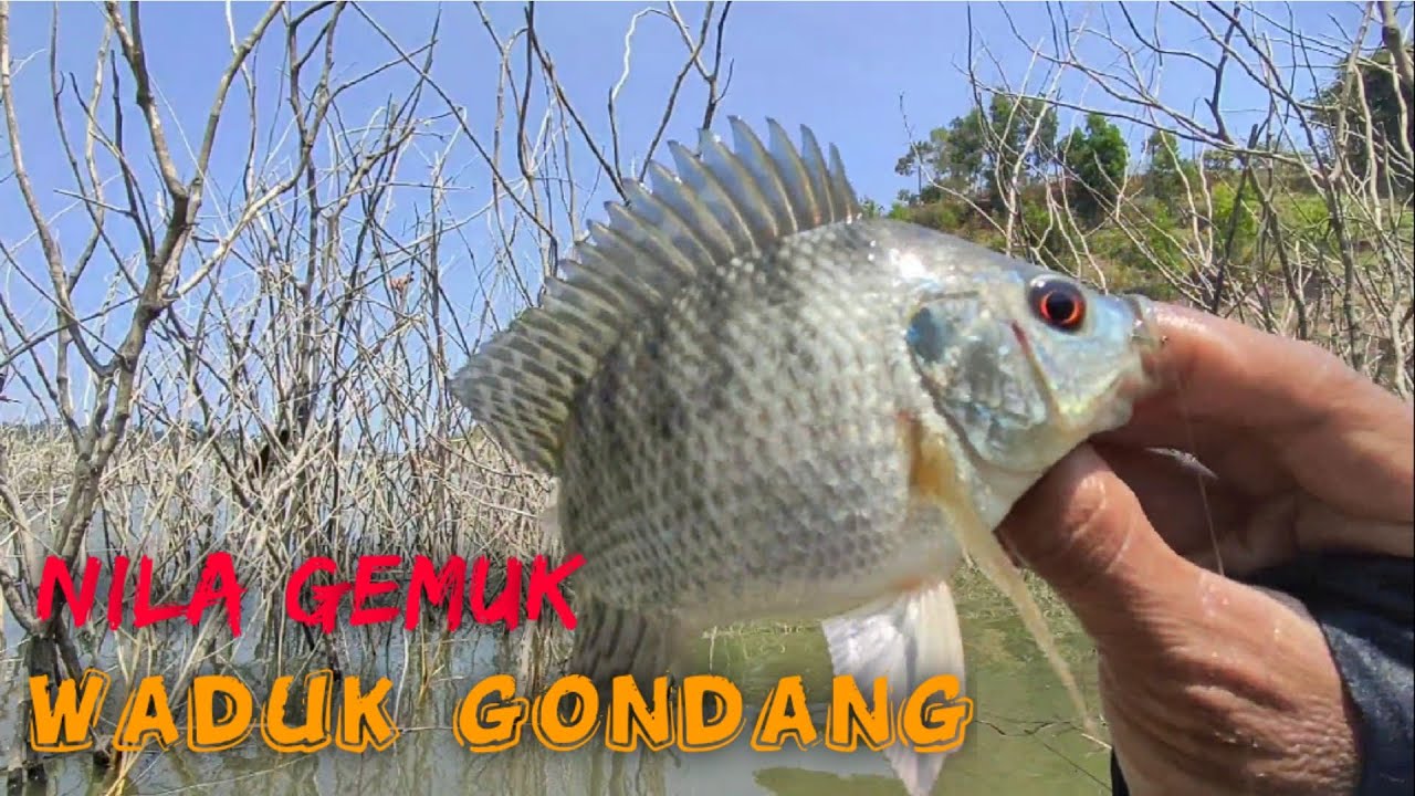 Spot viral‼️ mancing nyobok di waduk Gondang❗view indah dan Klampis mirip di WGM #fishing #fish