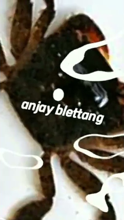 story wa versi madura