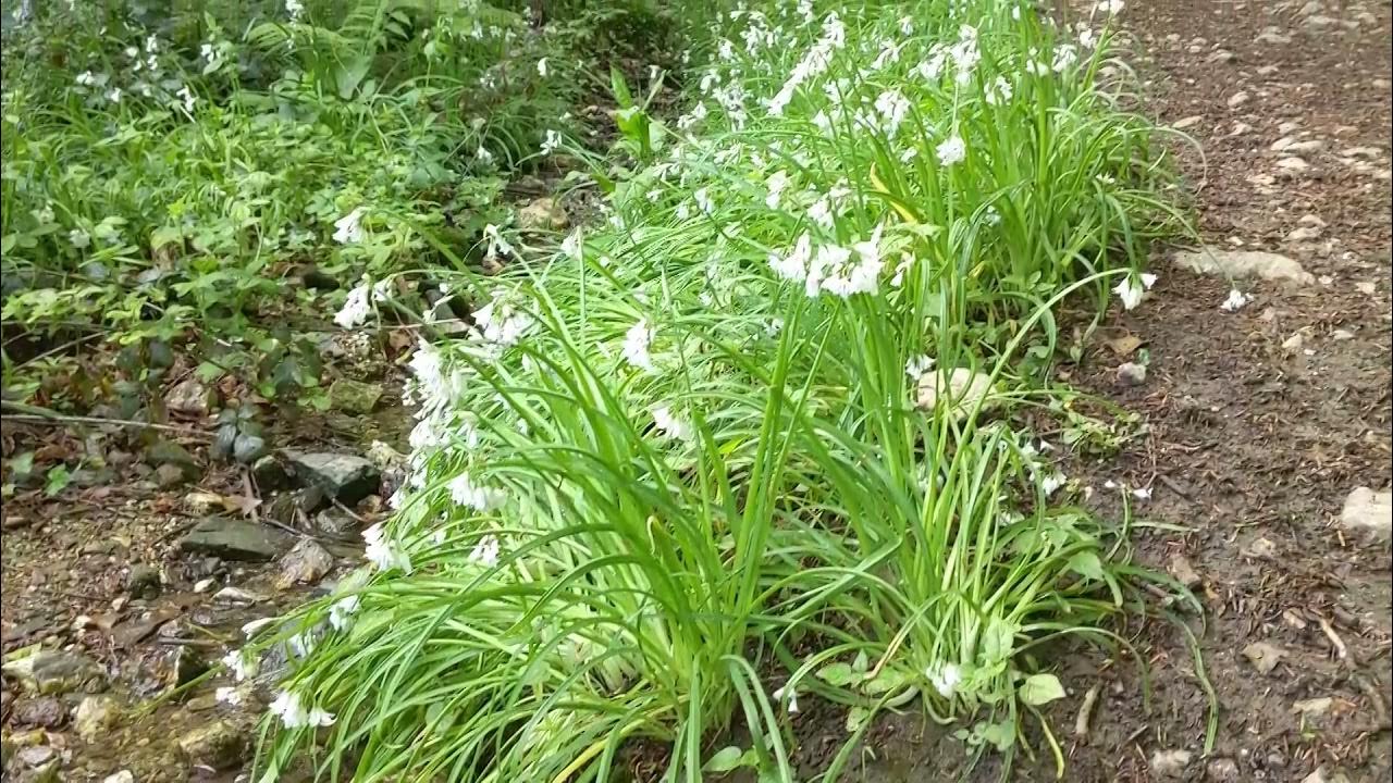 Illogan Woods, Cornwall YouTube