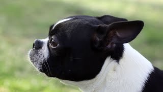 How much socialization do Boston Terriers need?