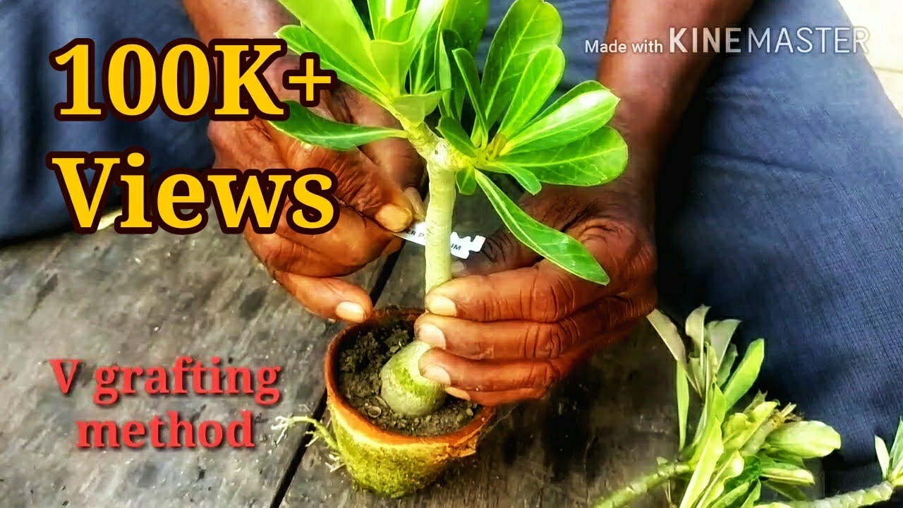 Adenium Grafting// Easiest Method.