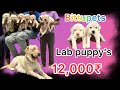 🔥12000$🔥Labrador🐶puppy's available don't miss🐶#shortvideo #shorts #yt #ytshorts #pets #puppy #viral