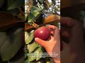 Tell me what fruit this is?🍈 #farming