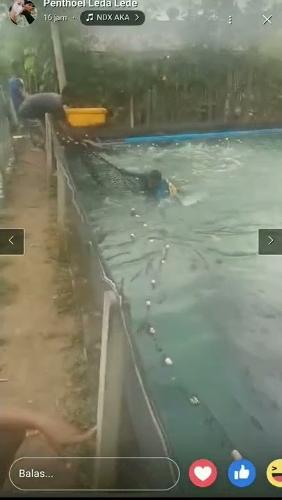 3 Kolam Tembus 5 Ton Panen gurame Tulungagung