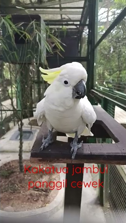 Kakatua panggil cewek