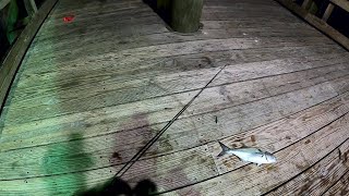 Oceanic Fishing Pier Ocean City, MD. Nighttime fishing for Stripper, Bluefish, Shad.100+ fish caught