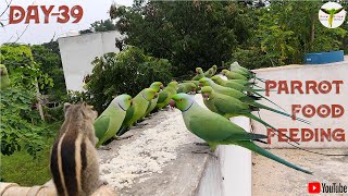 Ring Neck Parrot Food Feeding Day39 / #பச்சைக்கிளி / #parrot #coimbatore / #birds