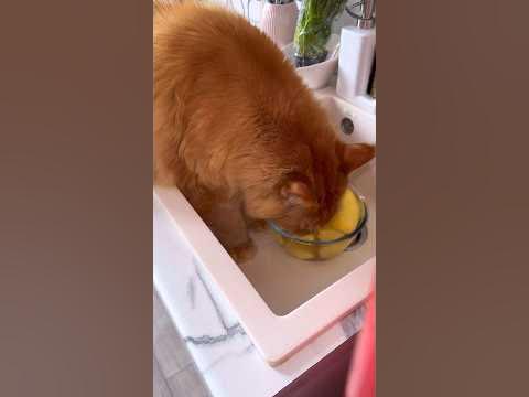 готовлю драники с котами #асмр #готовимдома #готовка #еда #рецепты # ...