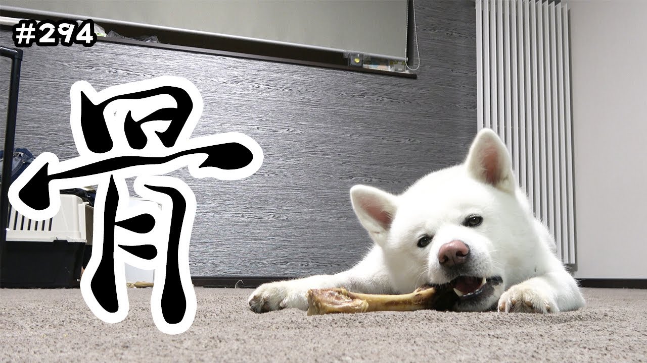 骨を食べる姿をみんなで静かに見守ろうの動画 秋田犬もんたろう 294 Akita Inu Youtube 骨を食べる姿をみんなで静かに見守ろうの動画 秋田犬もんたろう 294 Akita Inu Youtube