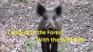 Camping in the Forest with the Wild Boar