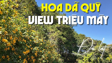 Đồi dã quỳ nhuộm vàng cả lối vào View Triệu Mây – đẹp đến mức phải quay xe để chụp| View Triệu Mây