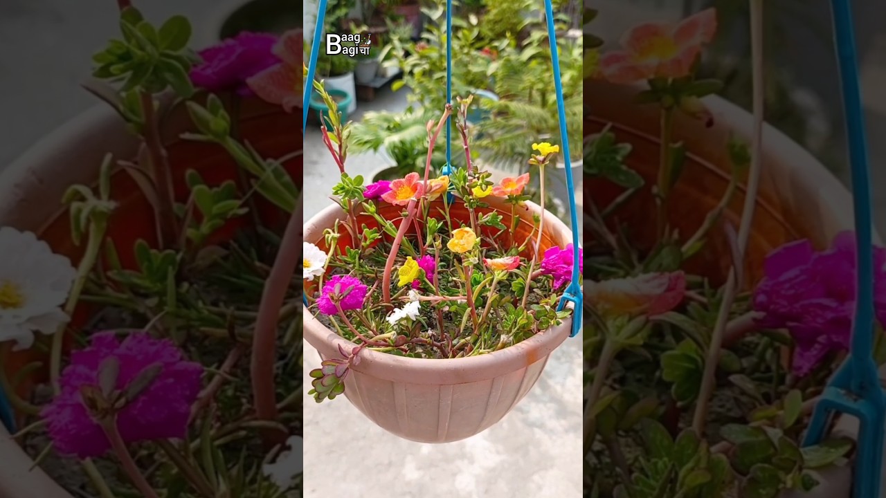Portulaca | 9 o'clock Plant Care in Winter 