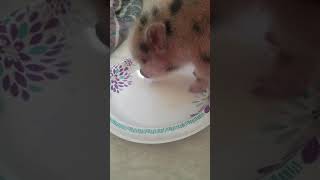 Finally Eating Day 2