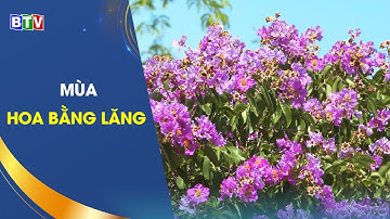 [BTV] - Mùa hoa bằng lăng trên quê hương Bình Thuận