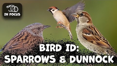 Identifying The Dunnock, House Sparrow, And Tree Sparrow: A Complete Guide