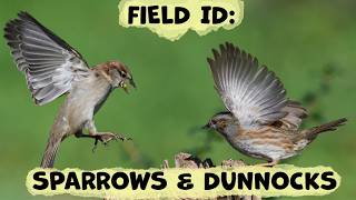 Identifying The Dunnock, House Sparrow, And Tree Sparrow: A Complete Guide