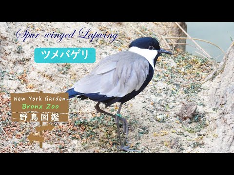 野鳥図鑑【Bronx Zoo】: Spur-winged Lapwing (ツメバゲリ) - YouTube