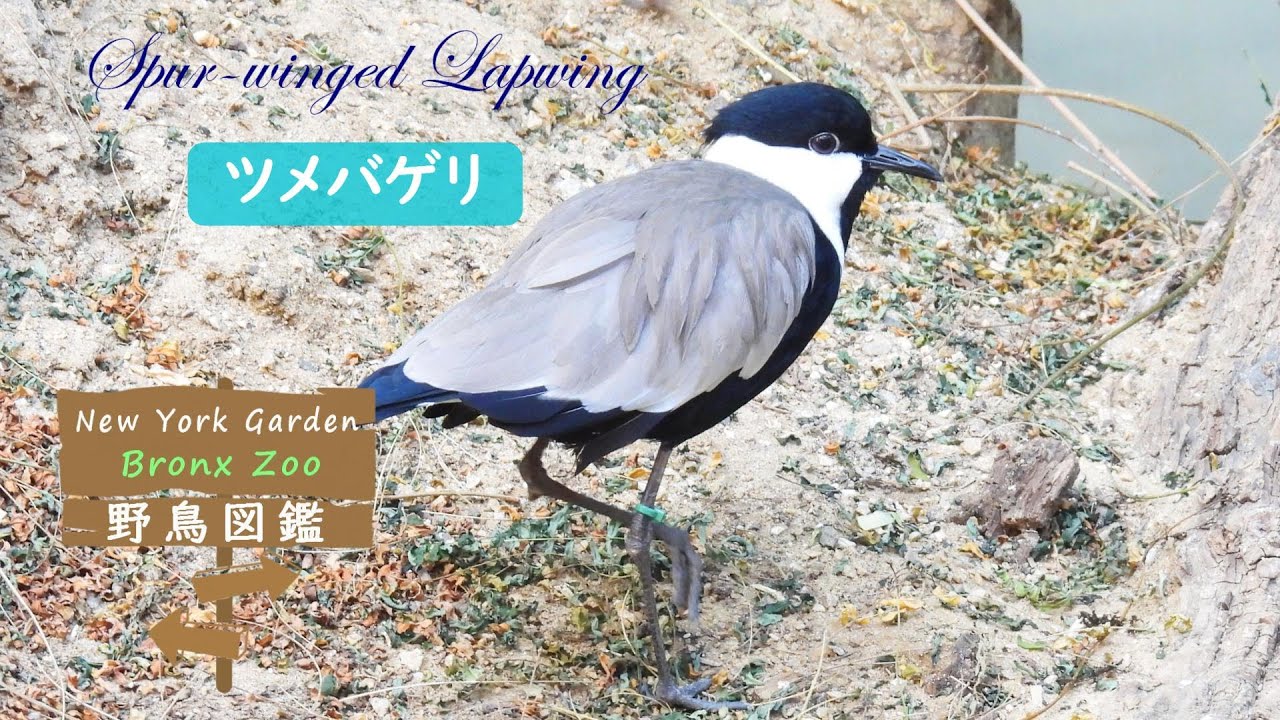 野鳥図鑑【Bronx Zoo】: Spur-winged Lapwing (ツメバゲリ) - YouTube