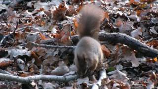 Red Squirrel burying a nut