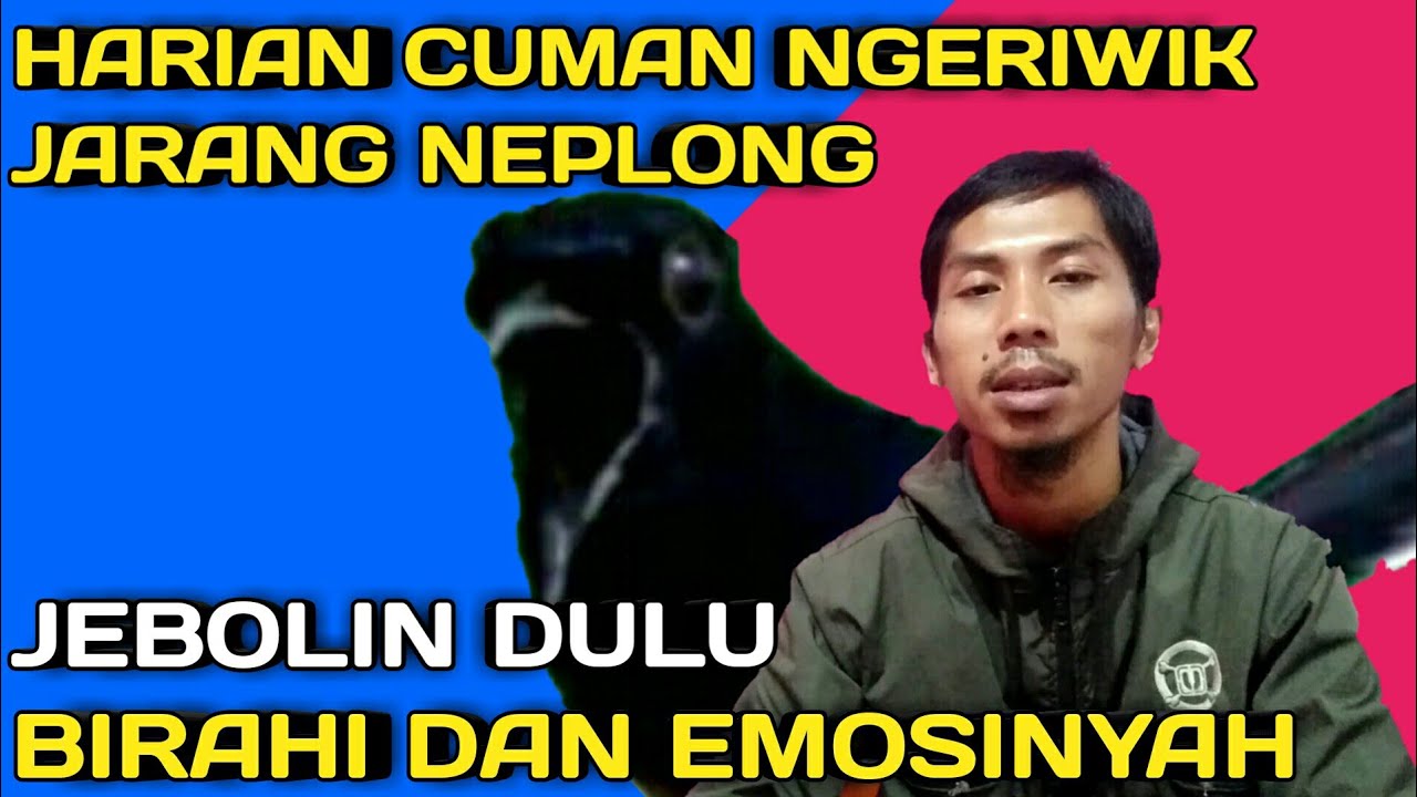 perawatan murai ngeriwik agar rajin ngeplong