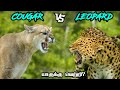 Cougar vs Leopard in Tamil | மலை சிங்கம் vs சிறுத்தை புலி | Fantasy Battle | Savage Point