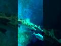 #music #brookfieldzoo #chicago