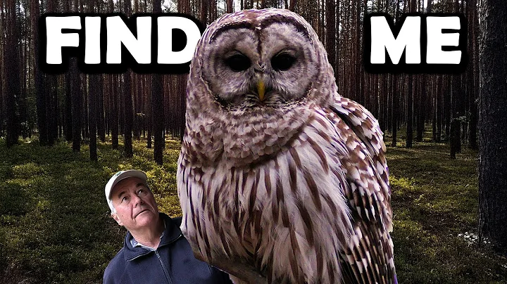 BARRED OWLS Are Easy To Find