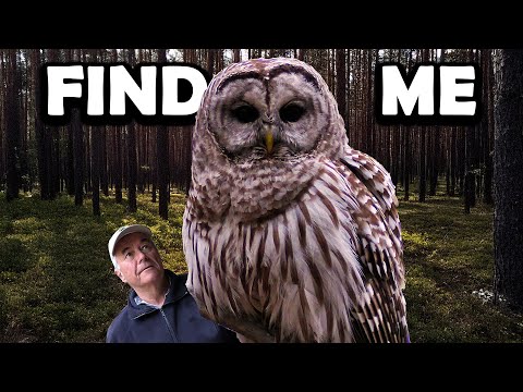 BARRED OWLS Are
