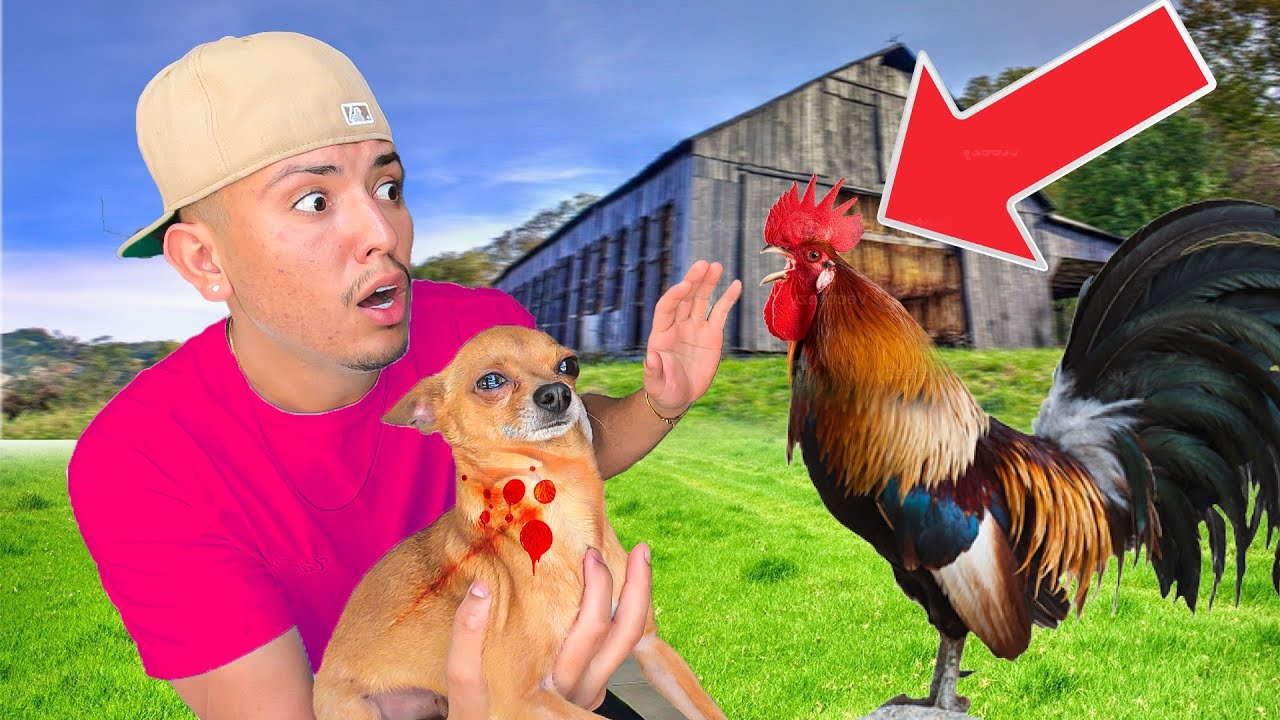 ЗЛОЙ ПЕТУХ НАПАДАЛ НА МОЮ СОБАКУ!