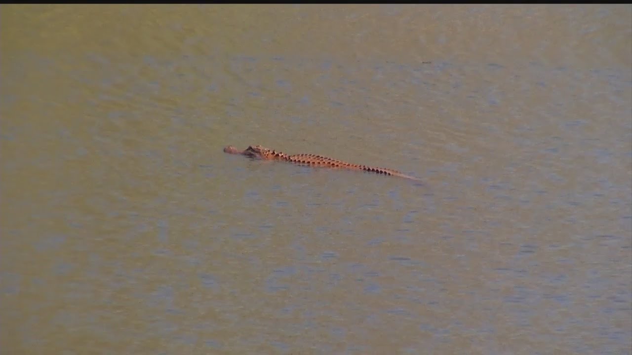Orange alligator spotted in Hanahan