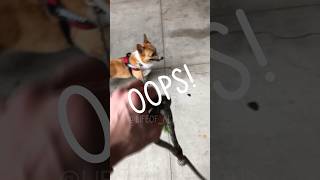 Dad Dropped Svens Leash