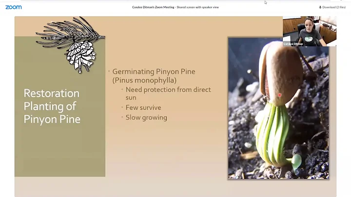 Post Fire Restoration on Washoe Land