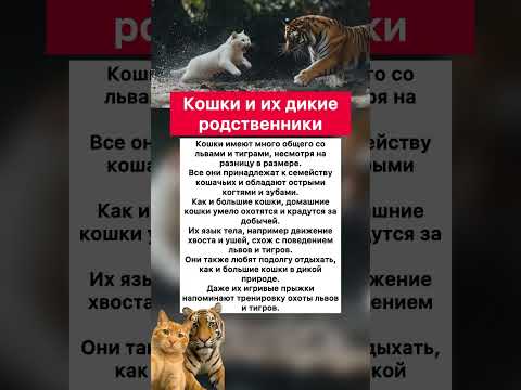 🐈🦁🐅 Кошки и их дикие родственники #хочуфакты #интересное #животныешляйх #факты