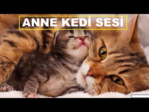 Anne Kedi Sesi | Kedi Çağırma Sesi