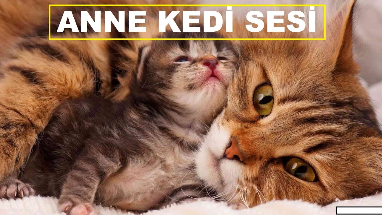 Anne Kedi Sesi Kedi Cagirma Sesi Youtube