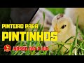 Como fazer PINTEIRO para PINTINHOS recém nascidos