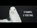 Посвящается Толстику. Голубка, которая перевернула всю жизнь